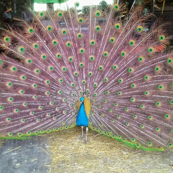 🐓🐿️🐦🦆🐑Meet your Posher, Tawnya🐄🐷🦊🐱🐕🐇🐴 - Picture 8 of 14